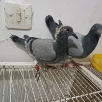 مسافتی بلند|پرنده|تربت جام, شاهد|دیوار