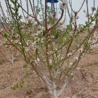 خدمات سمپاشی