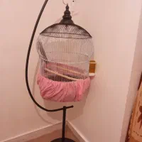 عروس هلندی طوسی