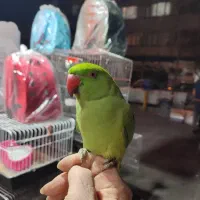 جوجه ملنگو نر فندق سخنگو شاداب سلامت چشم درشت