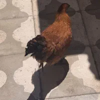 مرغ ۵ماهه