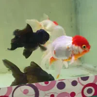 اکواریوم آمازون قرچک