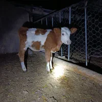 گوساله گاو تلیسه