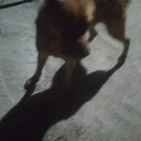 سگ خوب|سگ|نهبندان, |دیوار