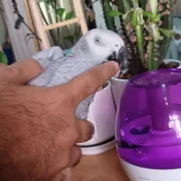 کاسکو پر صحبت باهوش درشت شاه تخم زیبا|پرنده|تهران, اسکندری|دیوار