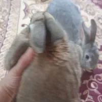 یک جفت خرگوش نرو ماده
