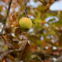 دوربین حرفه‌ای nikon D530