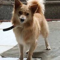 سگ پا کوتاه مازندران بابل