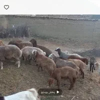 فروش‌بره‌درجه‌یک|حیوانات مزرعه|شیروان (خراسان), |دیوار