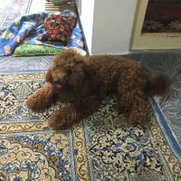 پودل|سگ|چمستان, |دیوار