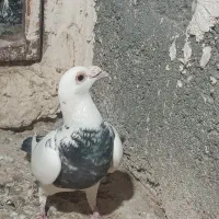 کفتر جفت گاهی|پرنده|مشهد, طبرسی شمالی|دیوار