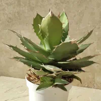 آگاو کامپکت تیتانوتا و کوبیک