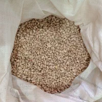 لوبیا چیتی|عمده‌فروشی|معمولان, |دیوار