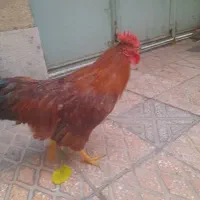 خروس|حیوانات مزرعه|تهران, افسریه جنوبی|دیوار