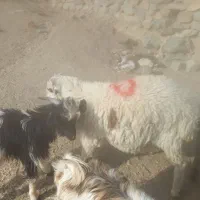 بره.فروشی رابر|حیوانات مزرعه|رابر, |دیوار