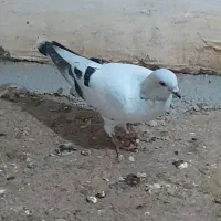 کبوتر شامی