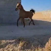 کره نر از خدنگ اوسا