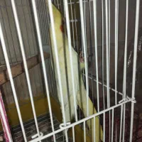 عروس چش شرابی