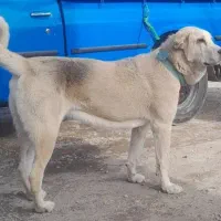 وااگذاری|سگ|اردبیل, |دیوار