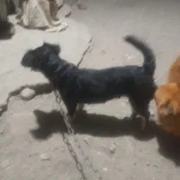 سگ پامر|سگ|میناب, |دیوار
