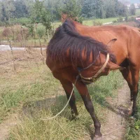 فروش اسب|اسب و تجهیزات اسبسواری|لنگرود, |دیوار