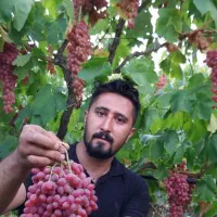 فروش نهال انگور ریشه لخت دوساله|خدمات باغبانی و درختکاری|خرمدره, |دیوار