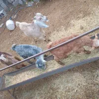 کهره|حیوانات مزرعه|بهبهان, |دیوار