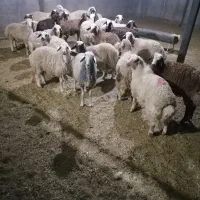 بره نر