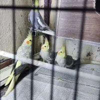 عروس هلندی