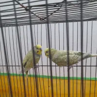 یه جفت مرغ عشق نژاد خوب ۷۰۰