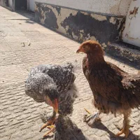 برهما|حیوانات مزرعه|محمدشهر, جعفرآباد|دیوار