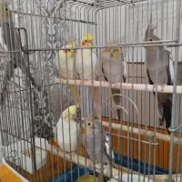 عروس هلندی ، سخنگو|پرنده|اسلام‌شهر, شهرک قائمیه|دیوار