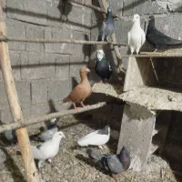 تعدادی کبوتر قرقاطی