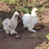 مرغ پنبه ای تخم گذار