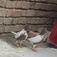 یک جفت شتری سرخ جوجه نرو ماده