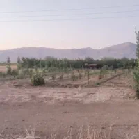 ۲۰۰۰متر باغ|فروش زمین و ملک کلنگی|سیدان, |دیوار