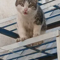 واگذاری رایگان