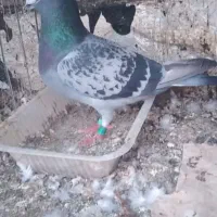 جفت نر   یکی  جانسون  و یکی  عربستان