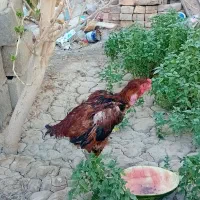 خروس لاری اصل|حیوانات مزرعه|نیمروز, |دیوار