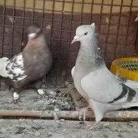سینه .|پرنده|شیراز, رکن‌آباد|دیوار