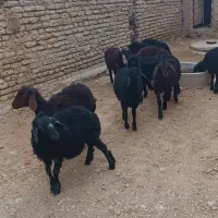 بره ای نر قرقزل قرمز قزل افشار|حیوانات مزرعه|میاندوآب, |دیوار