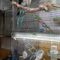 پرنده های زینتی پویا در مهاباد|پرنده|مهاباد (آذربایجان غربی), |دیوار