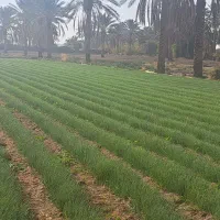 نهال پیاز مینروا|گل و گیاه طبیعی|جیرفت, |دیوار