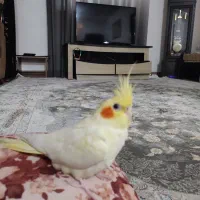 فروش عروس هلندی مولد به همراه تخم|پرنده|تولم شهر, |دیوار