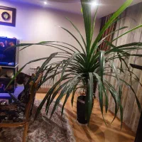 گل پاندانوس ۱۵ ساله|گل و گیاه طبیعی|کرج, گوهردشت|دیوار