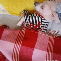 سگ گمشده|سگ|اهواز, نادری|دیوار