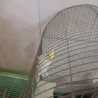 عروس هلندی لوتینو سخنگو معاوضه باکبوتر و کوتوله نر|پرنده|مشهد, خواجه ربیع|دیوار