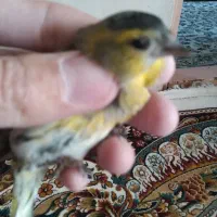 سهره صدرصدنر|پرنده|قم, ناصردیوان|دیوار