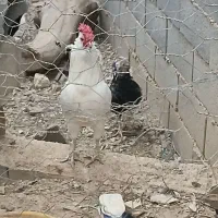 خروس چهل تاج ریشی|حیوانات مزرعه|لردگان, |دیوار