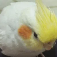 پرنده گم شده